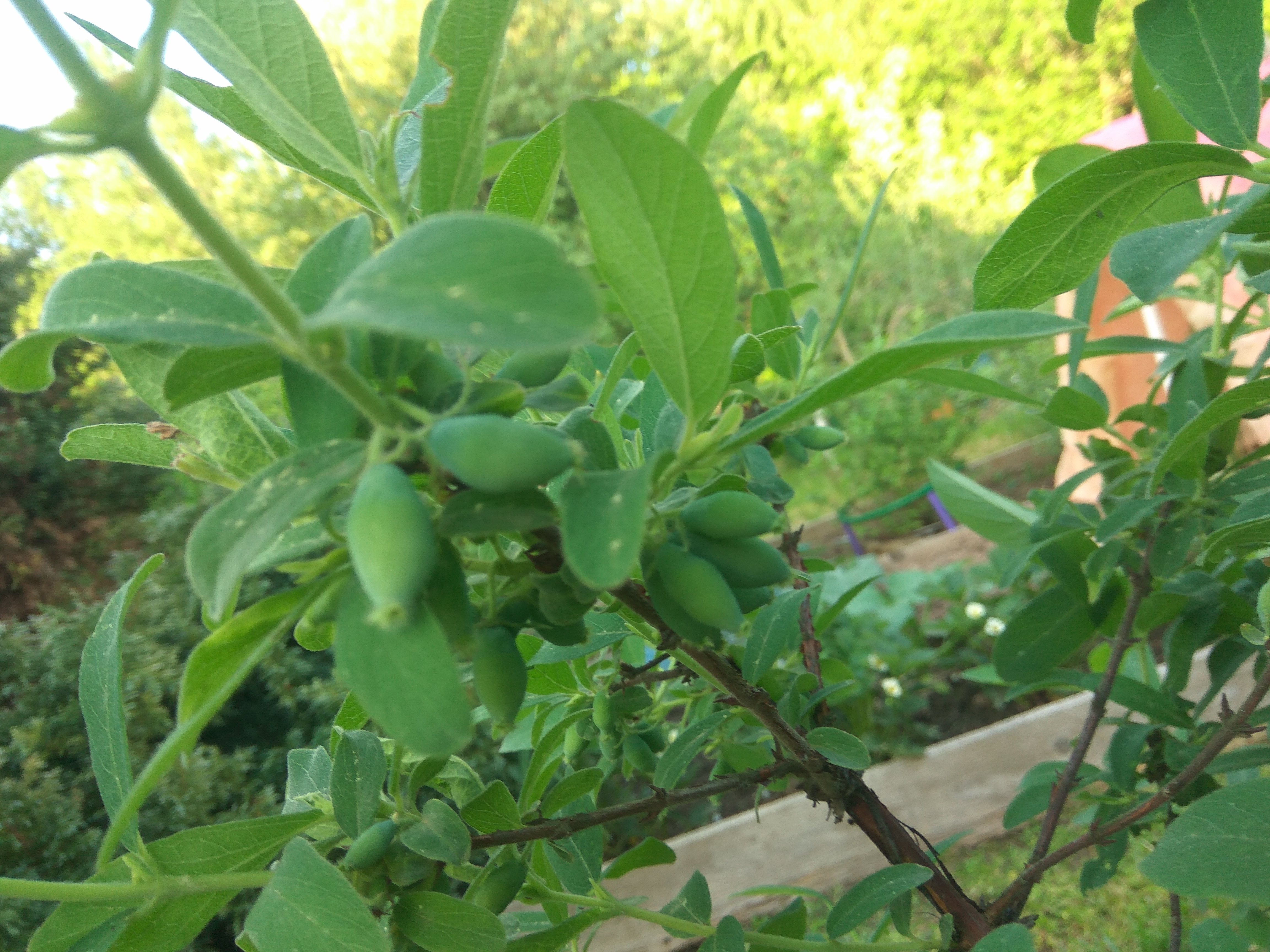 Ягоды ещё зеленые