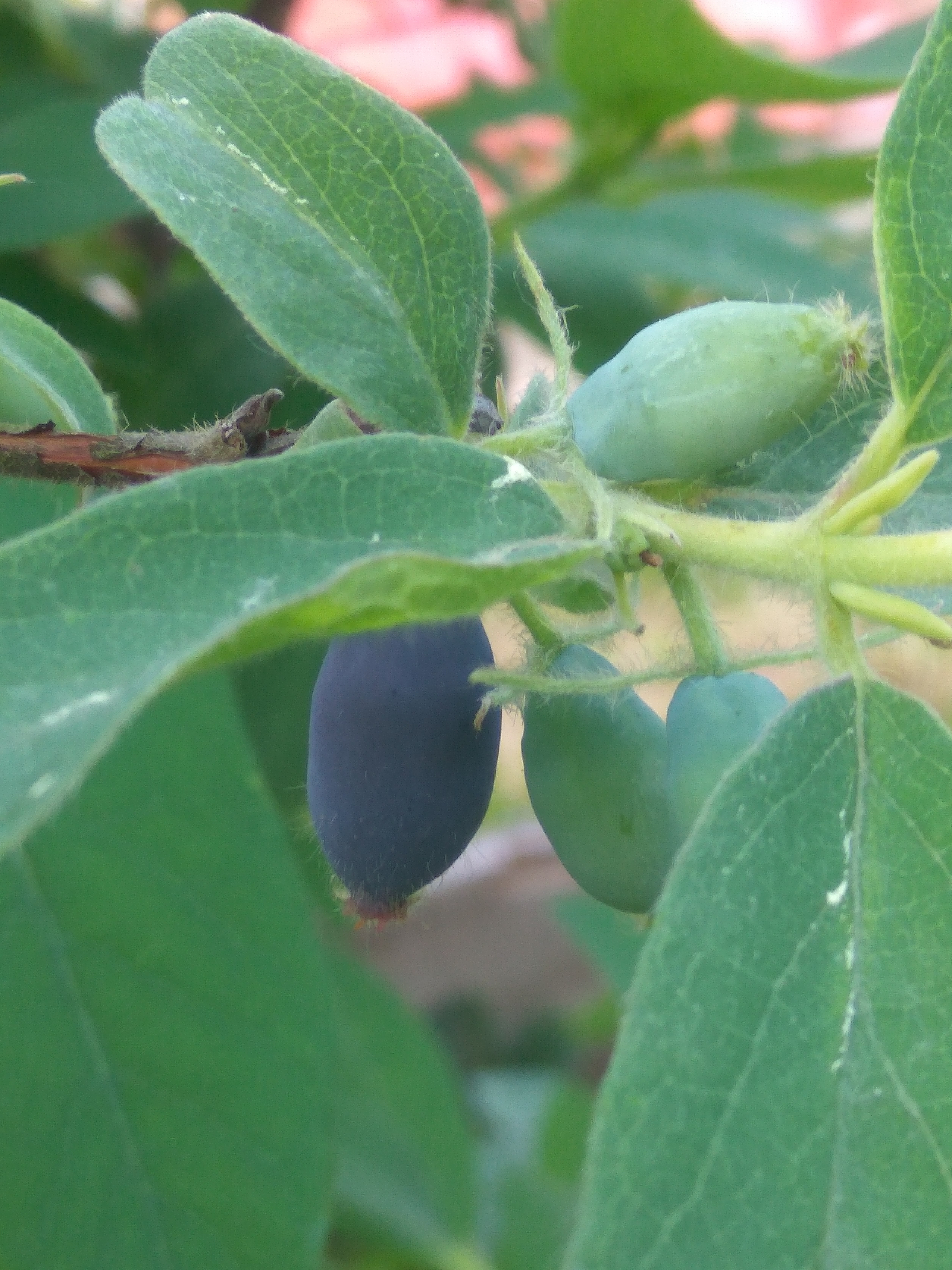 Первая ягода этого года