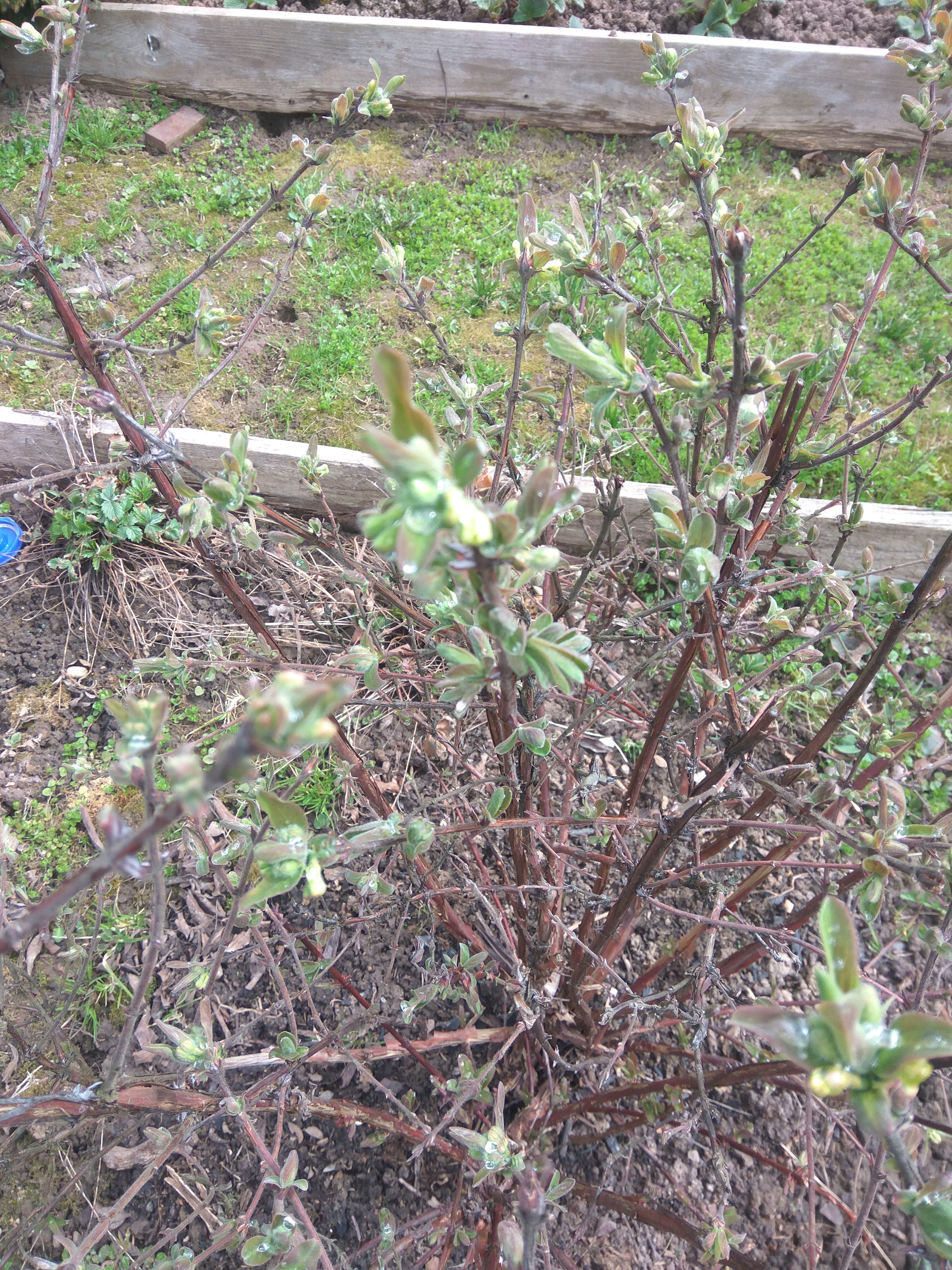 5 мая, листики проснулись