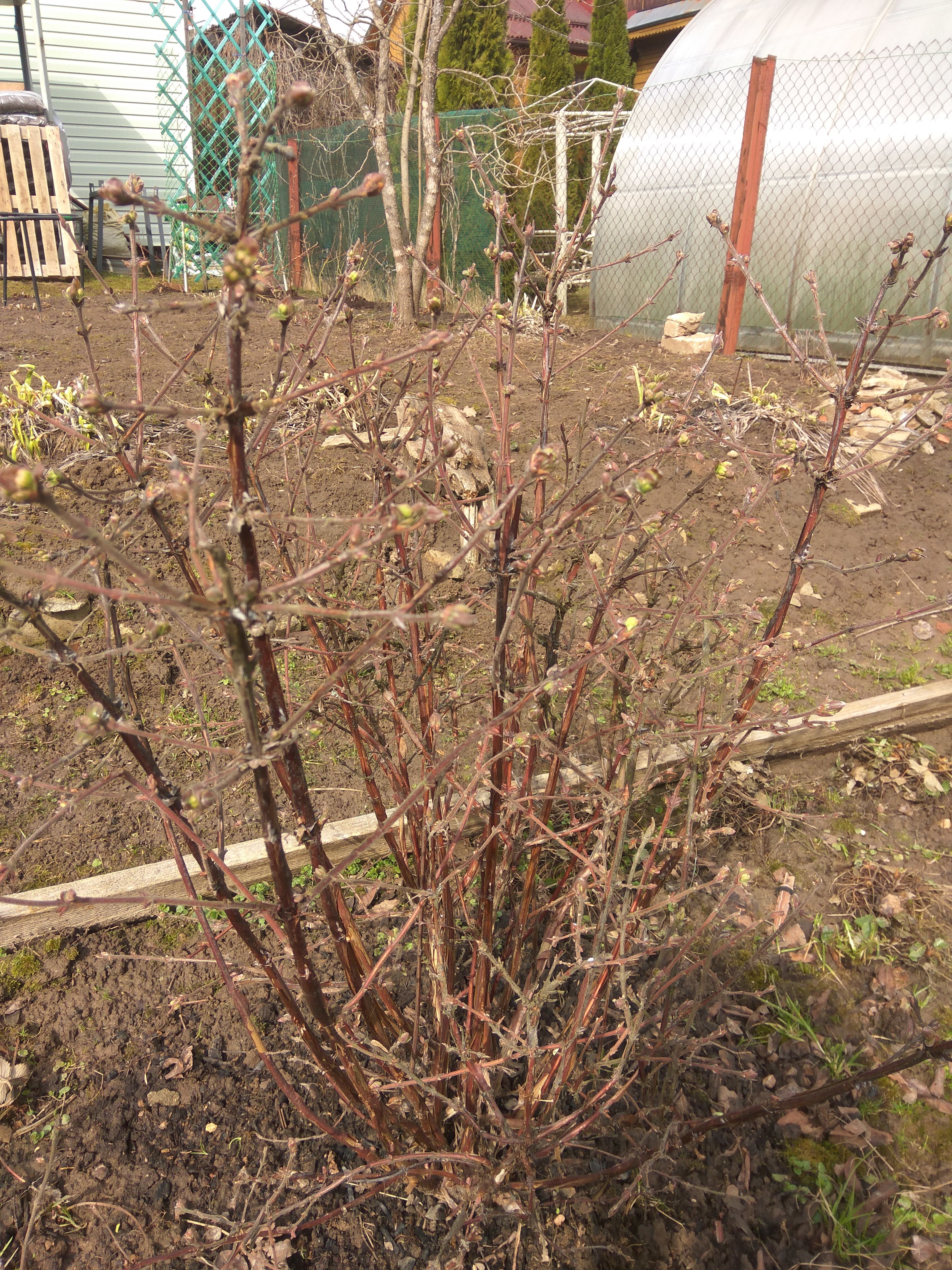 23 апреля, появляются первые цветочки