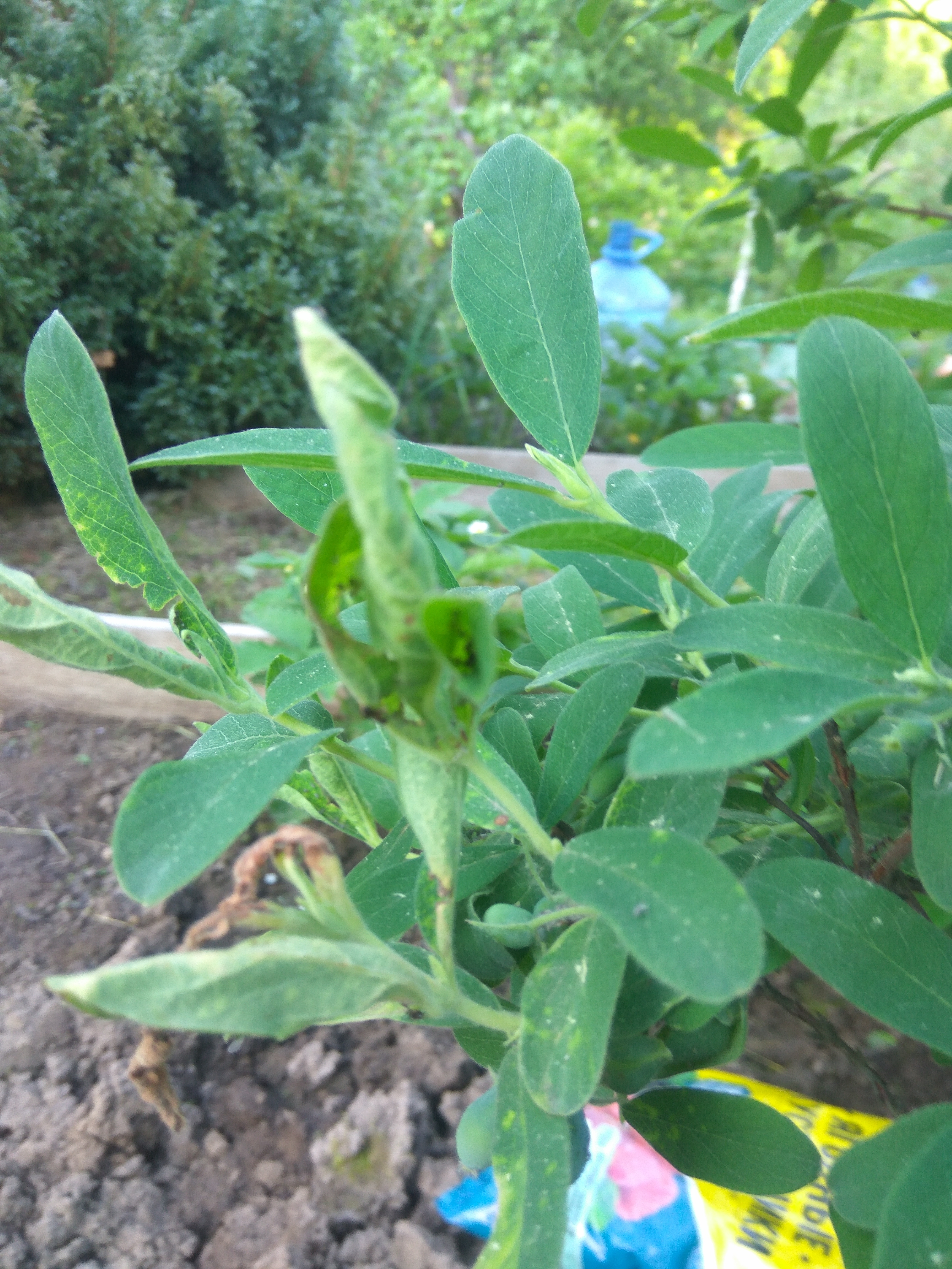 Листочки, пораженные тлей