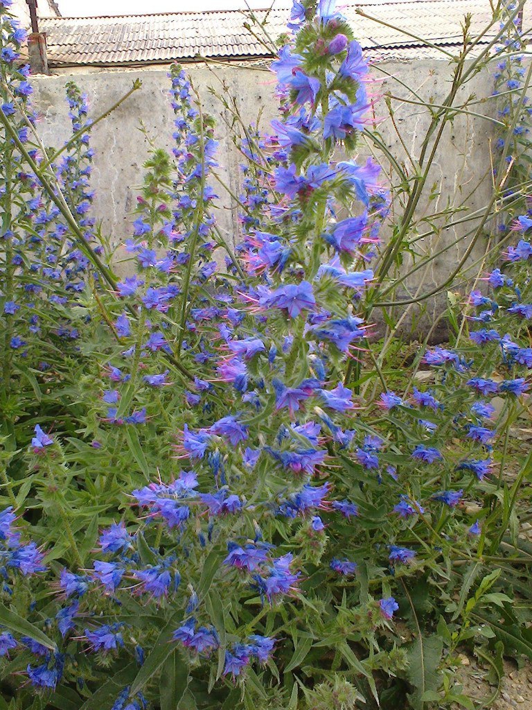 Синяк растение медонос фото