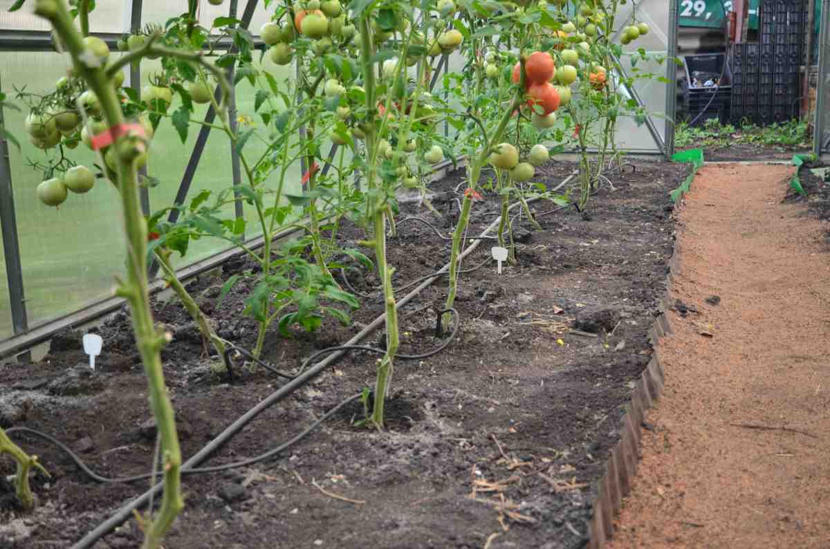 Подвязка томатов в теплице фото