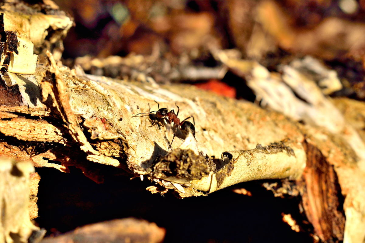 Вышли муравьи после зимней стужи. Муравьи после зимней стужи. Вылезайте муравьи после зимней стужи. Муравьи после зимней стужи фото. Вылезают муравьи после зимней стужи.