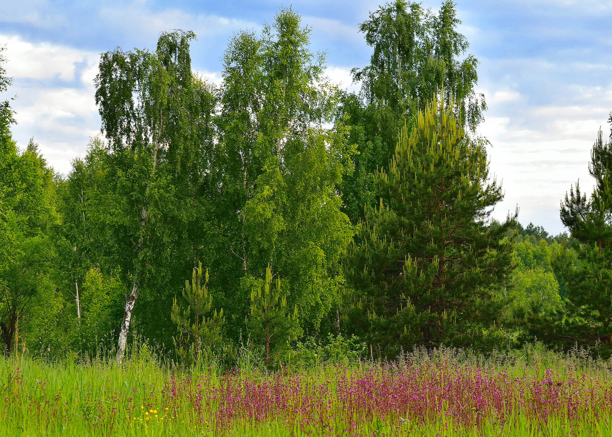 Лесные деревья и кустарники. Кустарники в лесу. Кусты в лесу. Лесные кустарники средней полосы. Кустарники в лесу для детей.