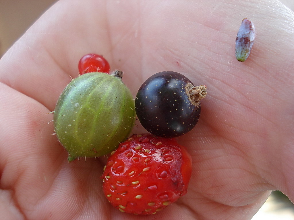 Самые вкусные ягоды в мире названия и фото