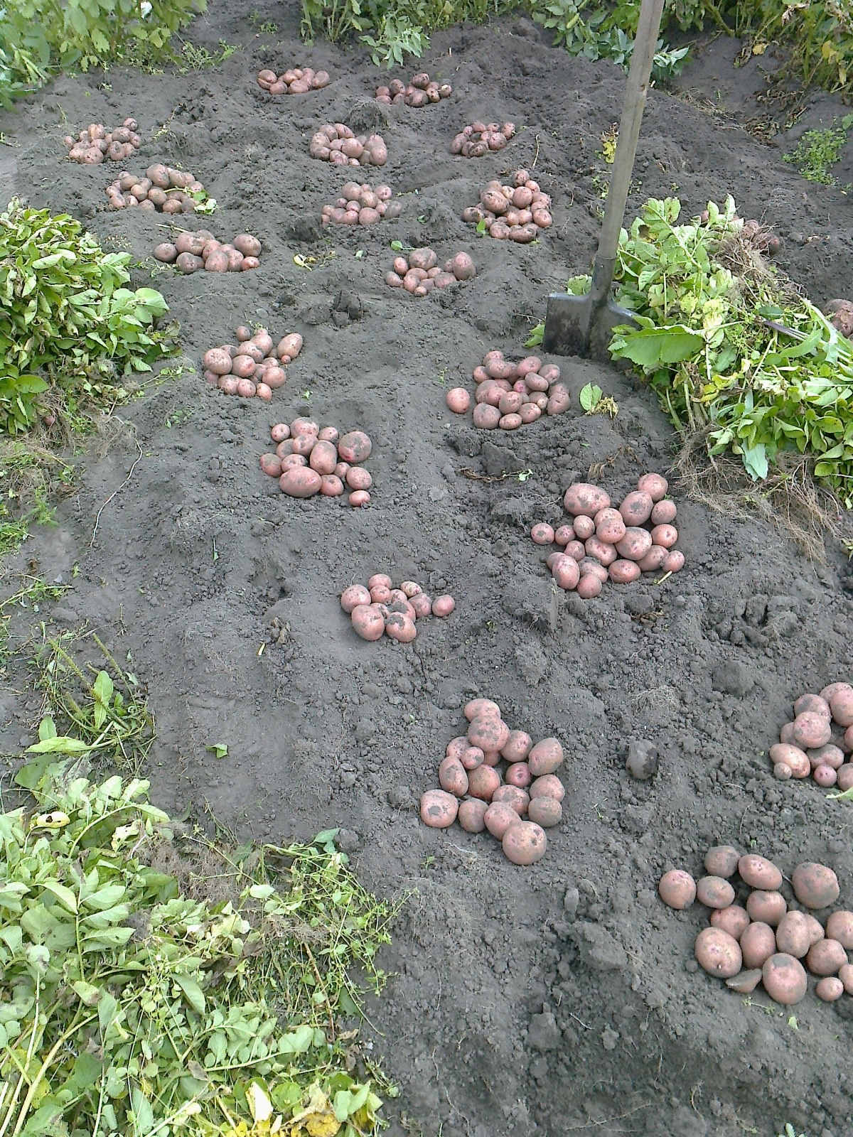 Посадка картошки правильно. Посадка картофеля. Посадка картошки. Способы посадки картофеля. Посев картофеля.