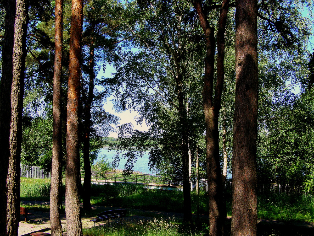 Кп лесной пейзаж фото