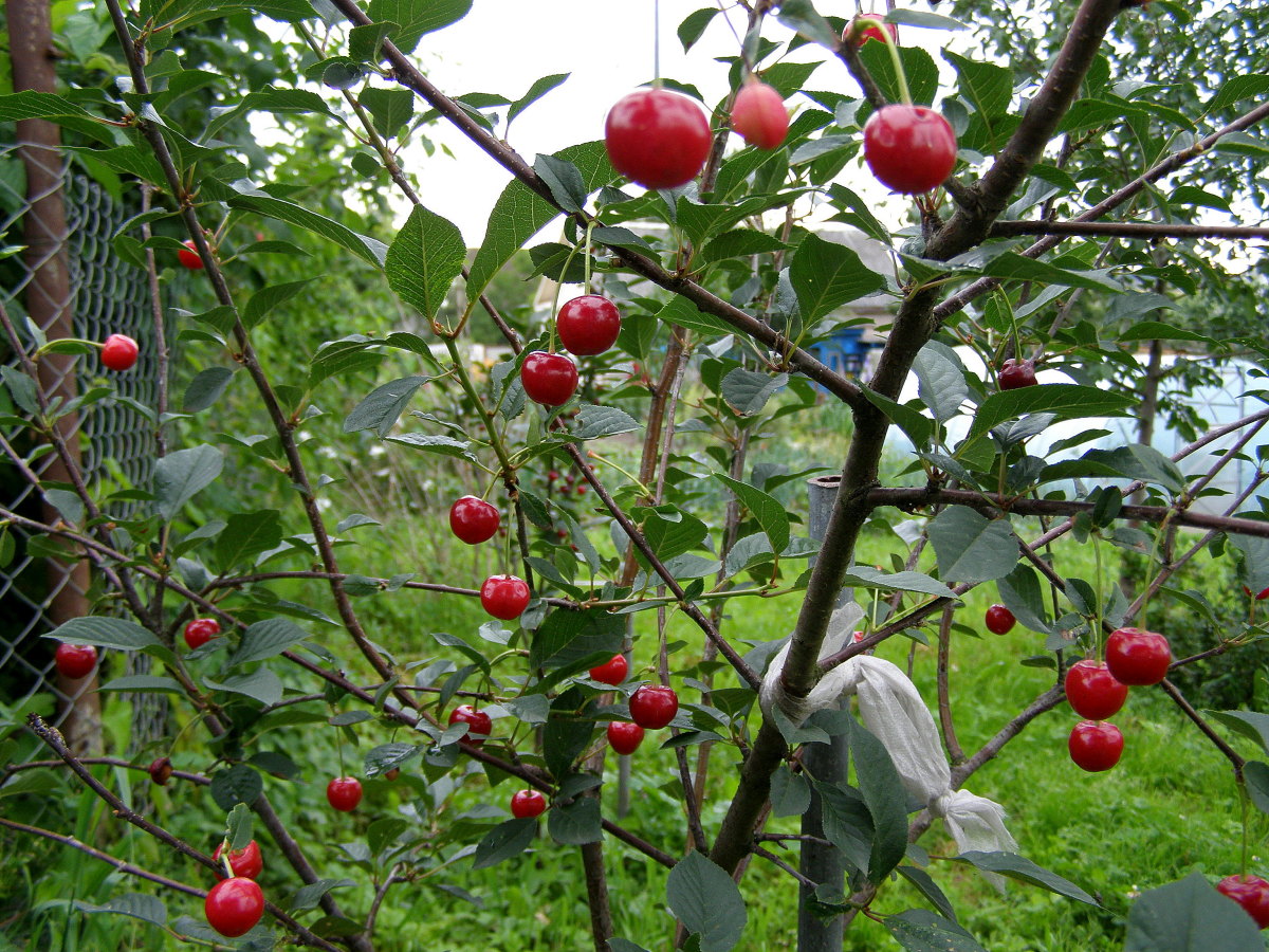 Вишня алая текст. Поспели вишни в саду. Фото в саду поспела вишня. Вишня в Дубне. Когда созревает вишня.