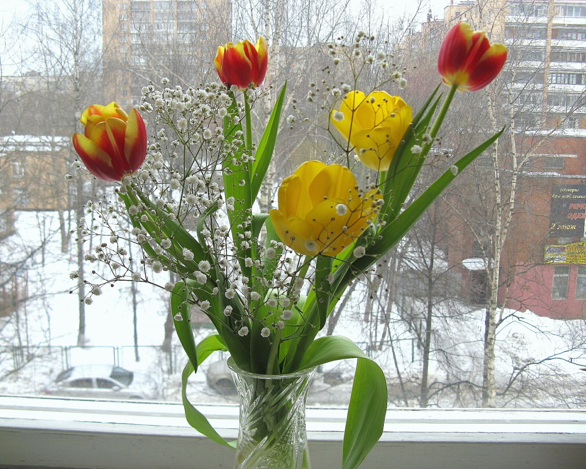 Букет из тюльпанов на окне зимой