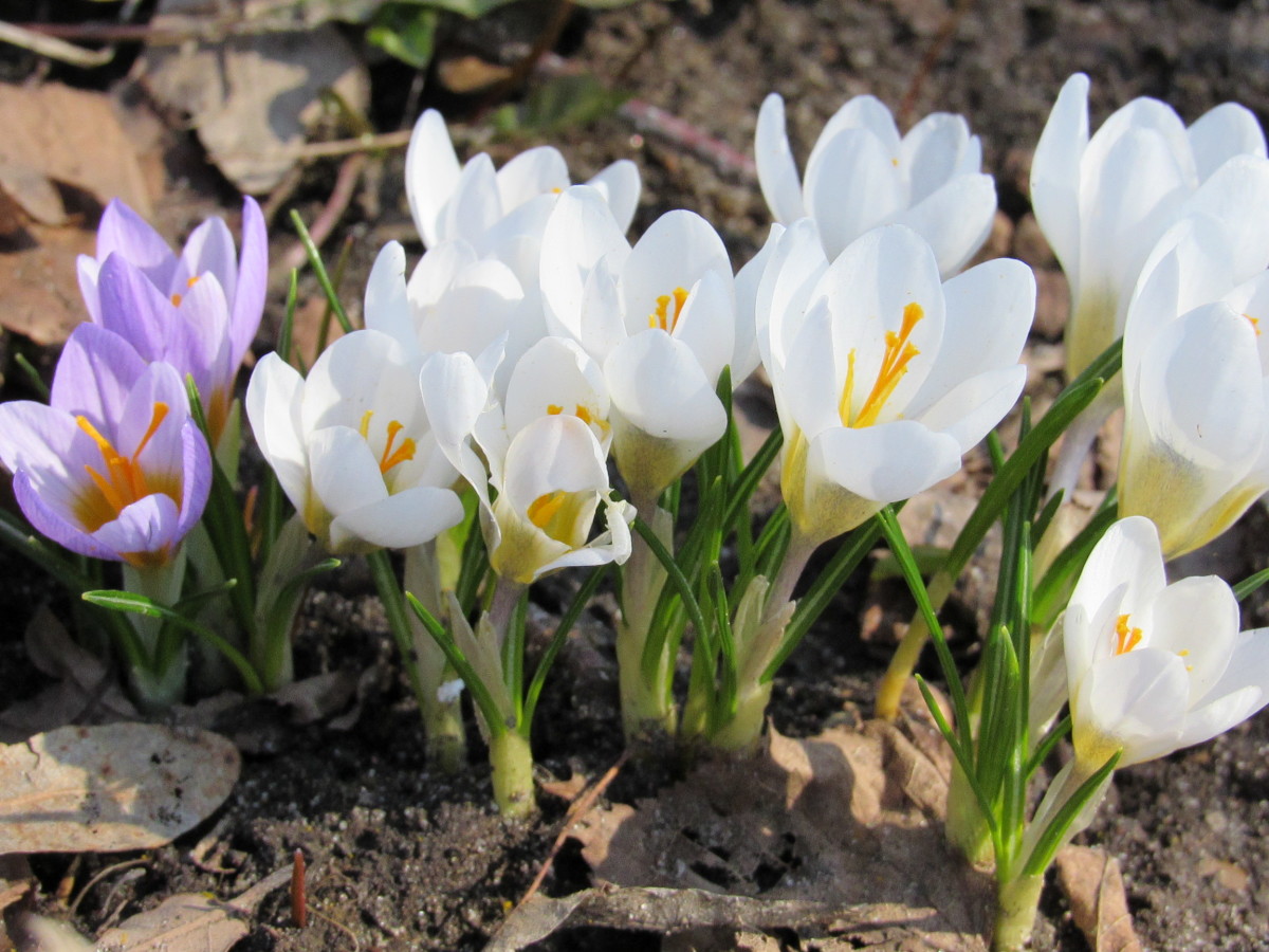 Появились ранние цветы. Первоцвет Крокус белый. Крокус белый цветок первоцвет. Первоцветы (подснежники, крокусы, гиацинты).. Первоцветы крокусы.