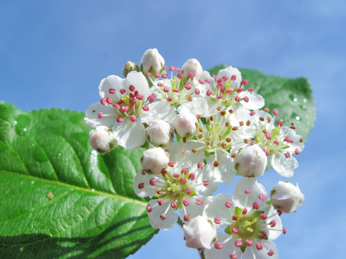 Как цветет черноплодная рябина фото дерева