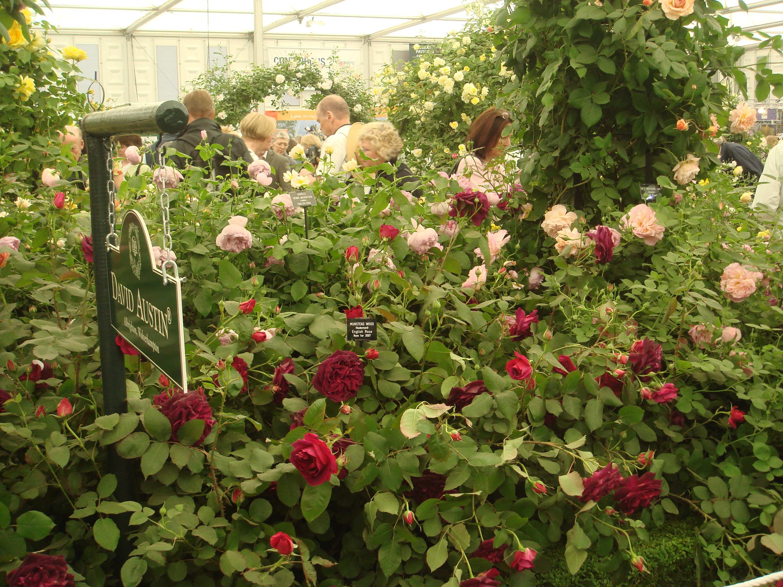 Эта роза ('Munstead Wood') была названа в честь сада Гертруды Джекилл — легендарной английской садовницы XIX века