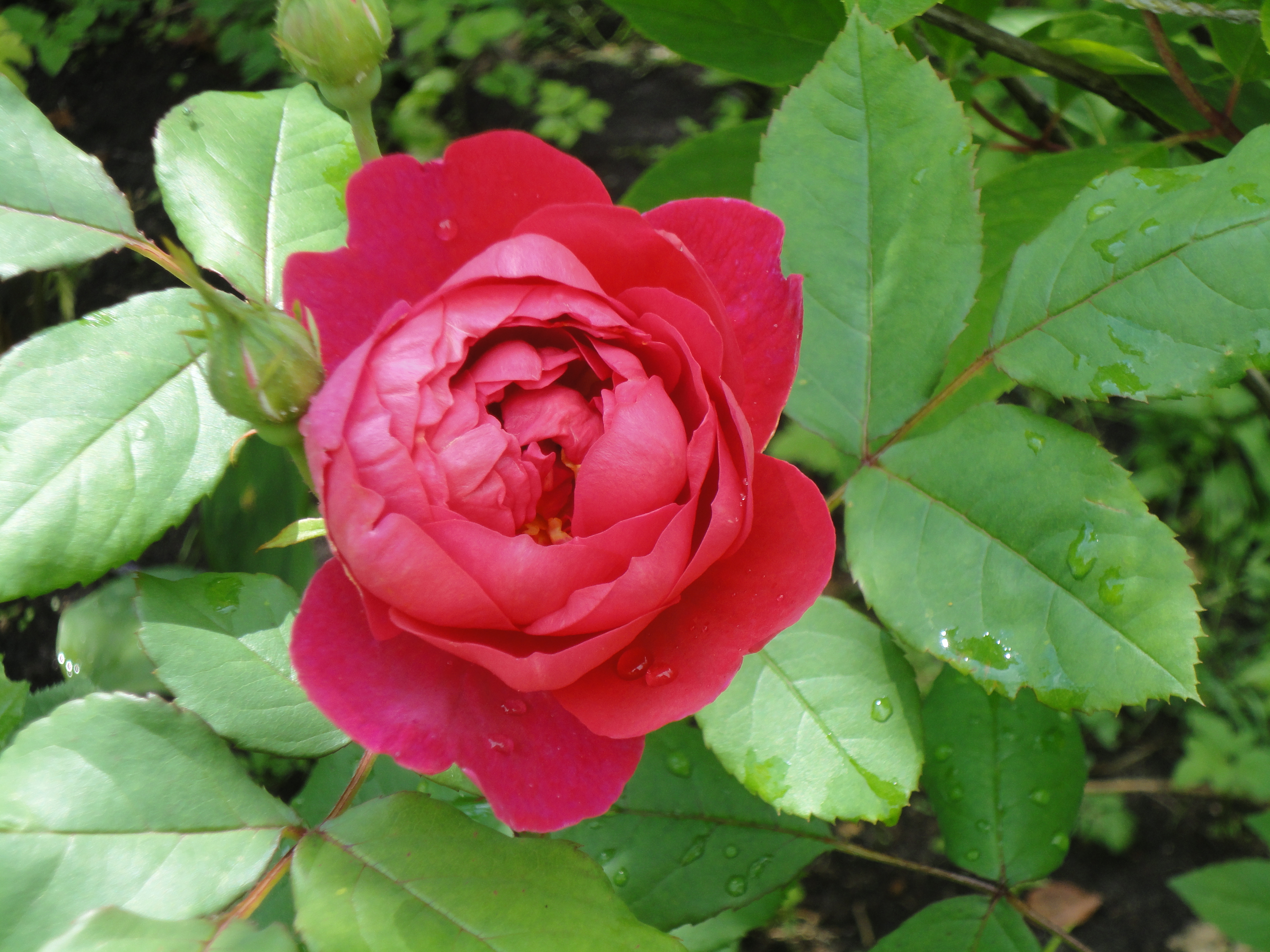 'Benjamin Britten' в полуроспуске. Необыкновенный цвет выделяет эту розу из общего ряда