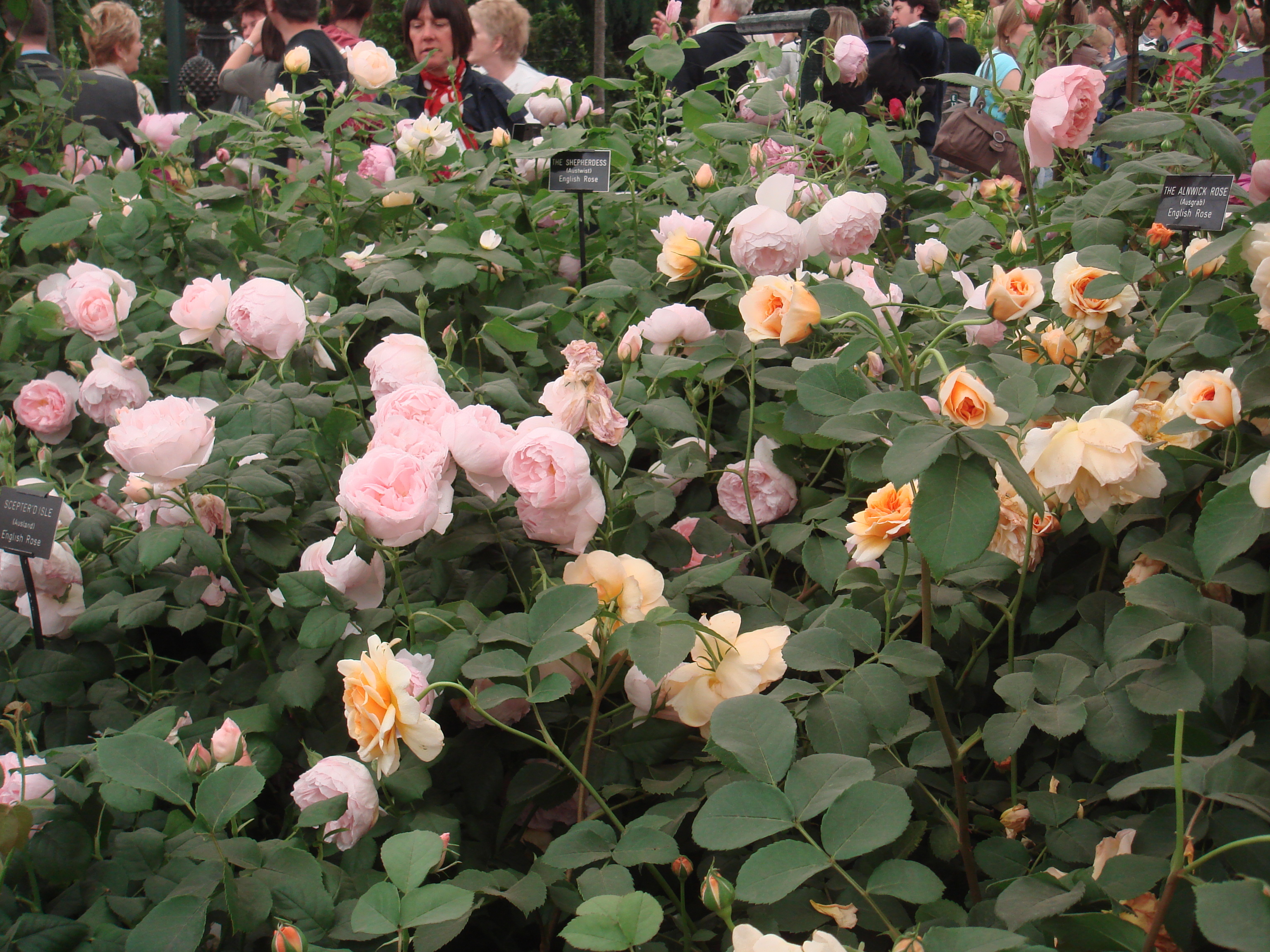 Английские розы придают саду налет старинности