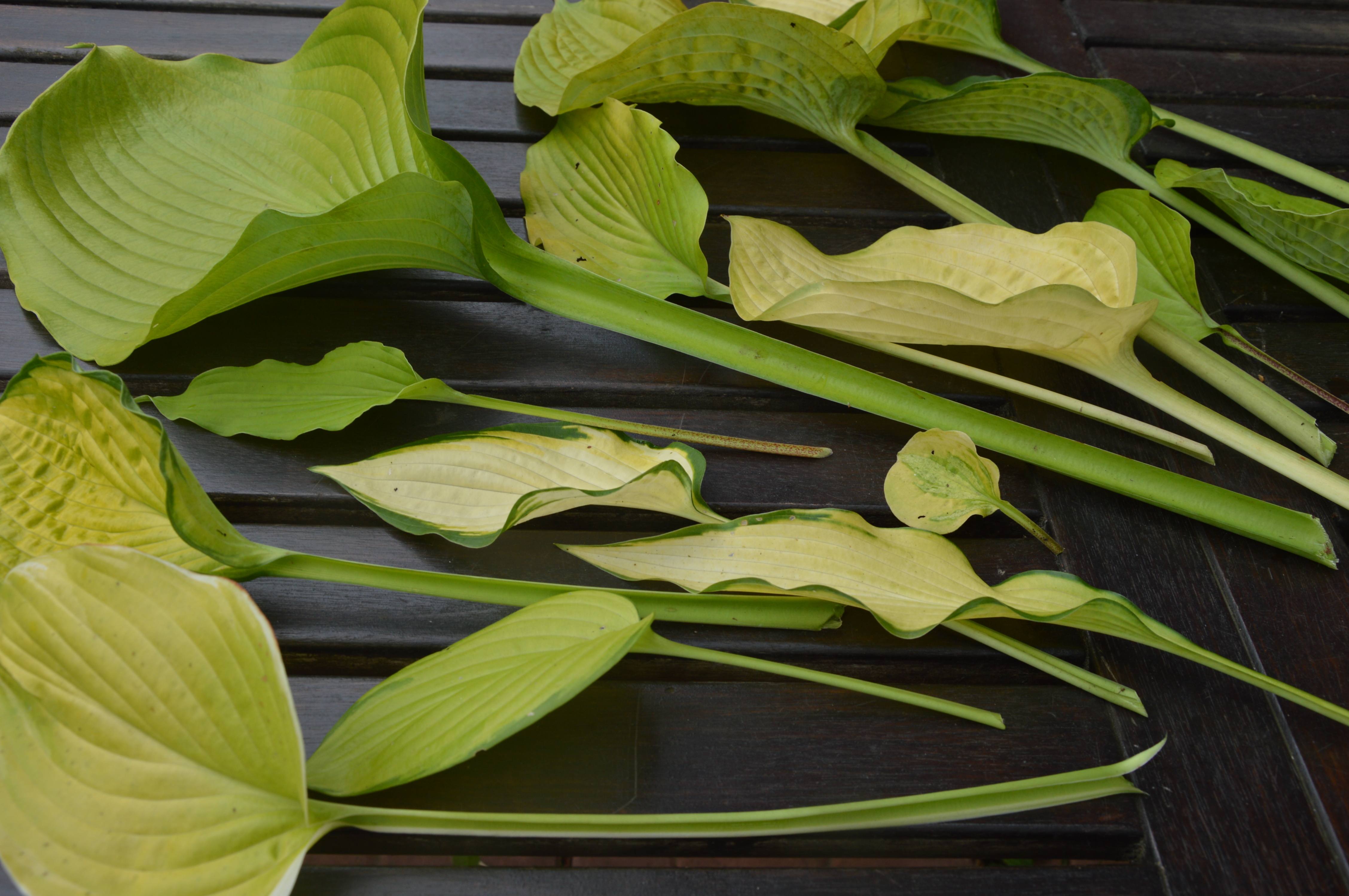 Разнообразие форм, размеров и оттенков листьев хост желтого цвета. Фото 
