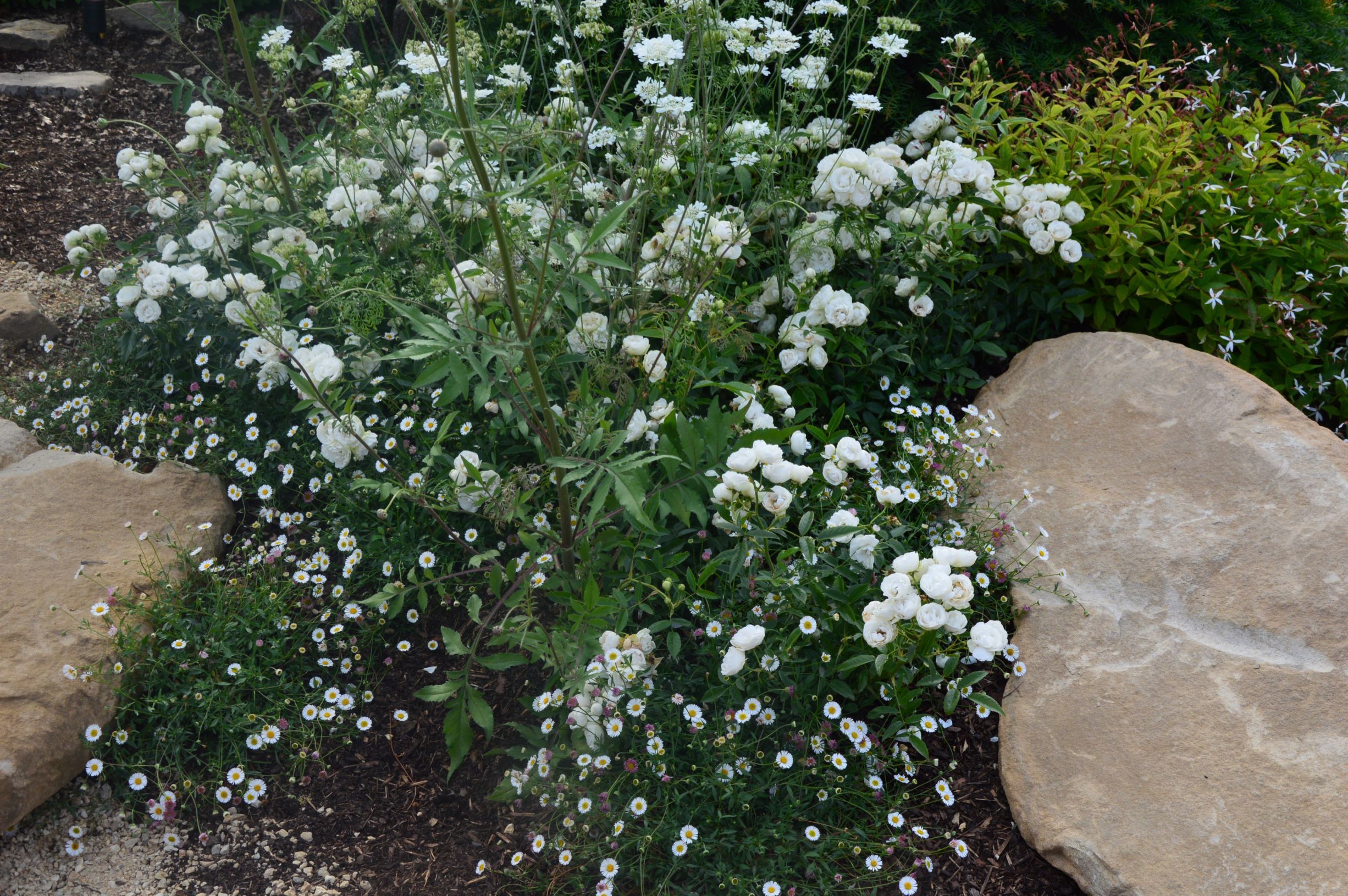 Белый уголок с розой и маргаритками. Фото автора