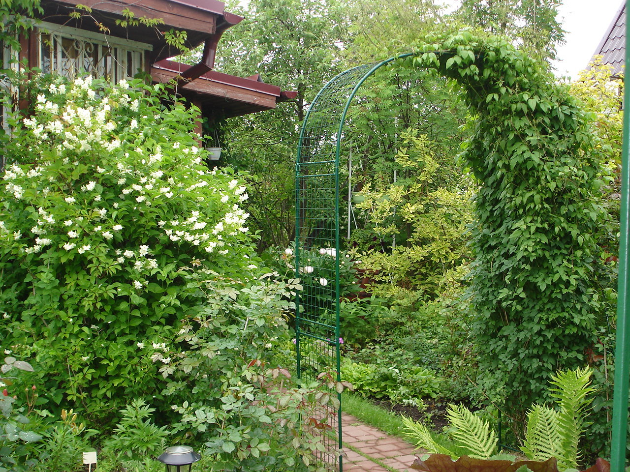 Чубушник (садовый жасмин) - прекрасный выбор для белого сада в полутени. Фото автора