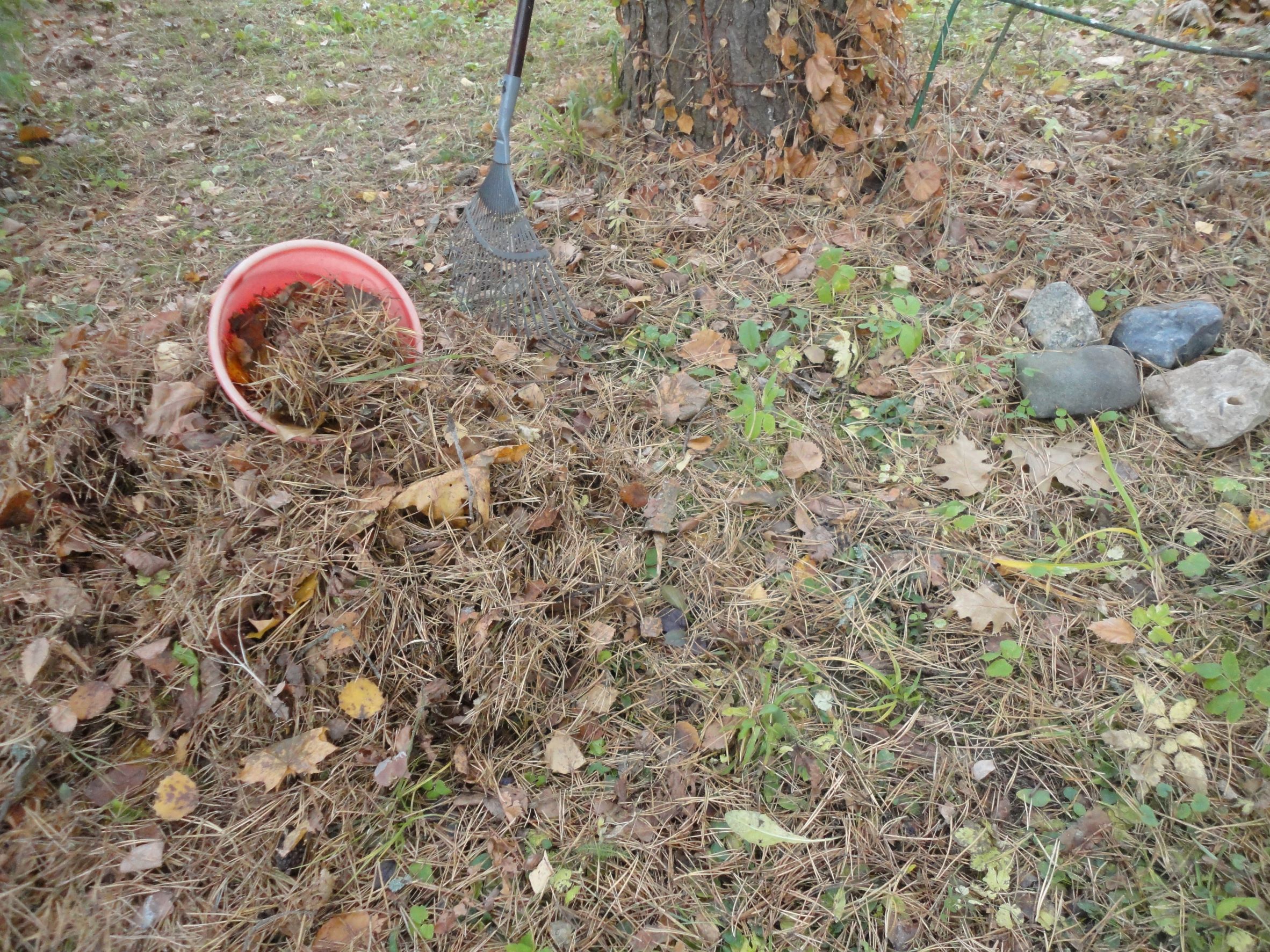 Собираем сосновые иголки для мульчирования рододендронов. Фото автора