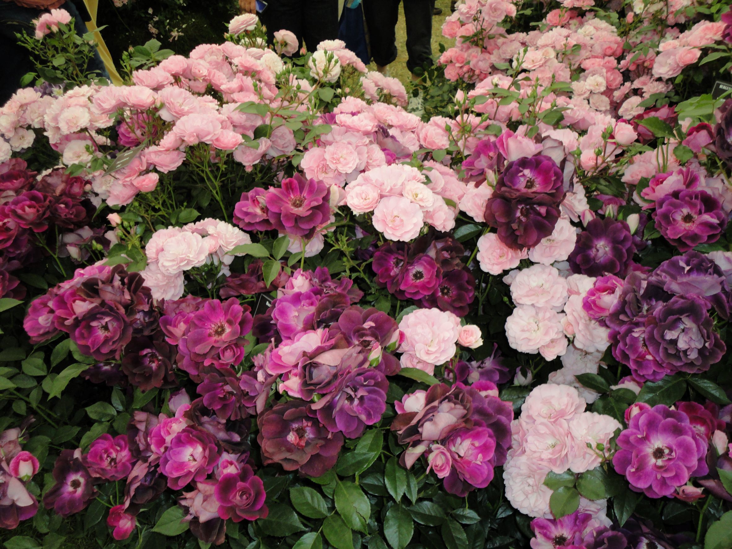 Эффектная композиция из розовых и пурпурных флорибунд. Фото автора