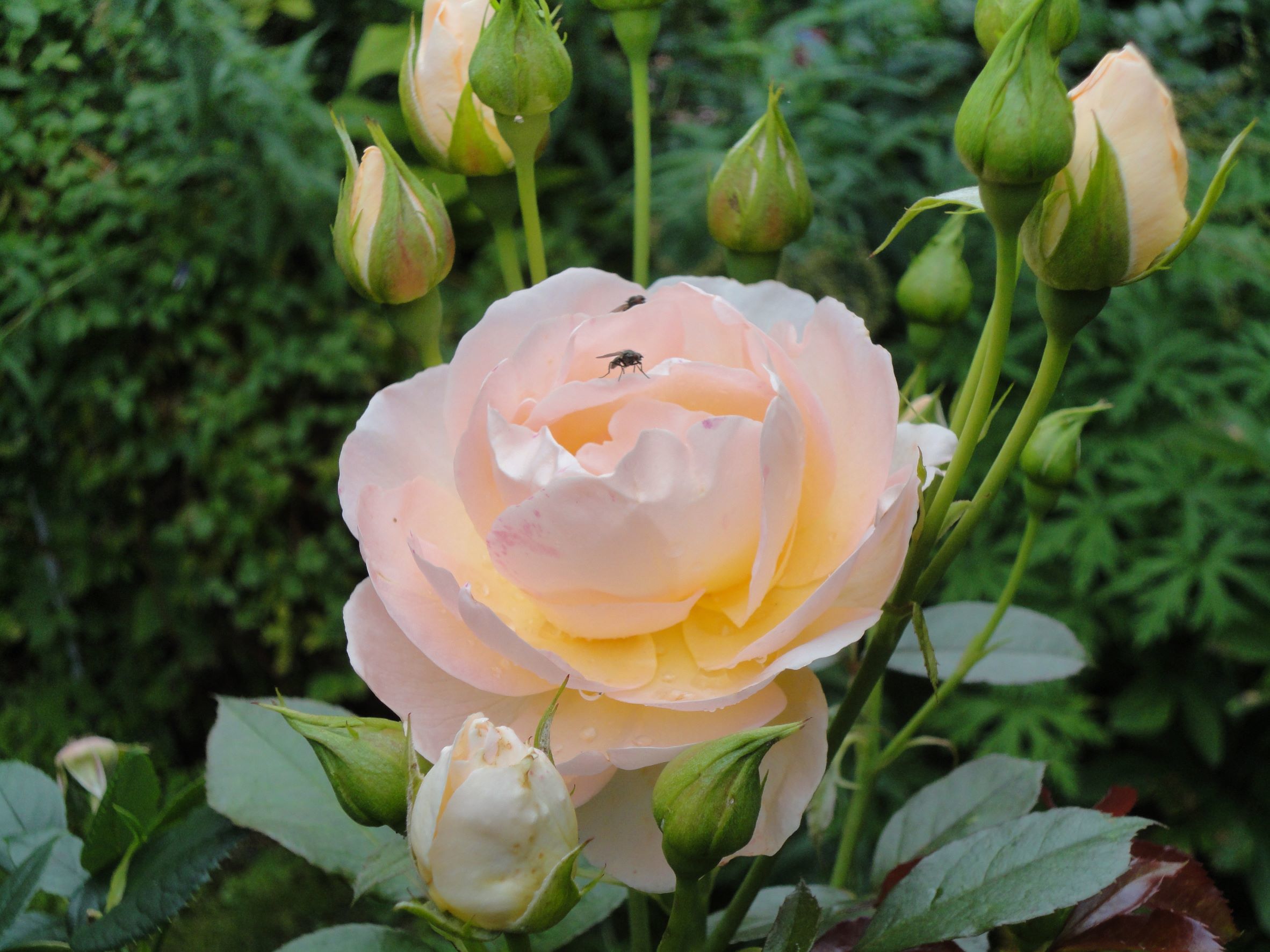 Цветок розы 'Marie Antoinette' как будто светится. Фото 