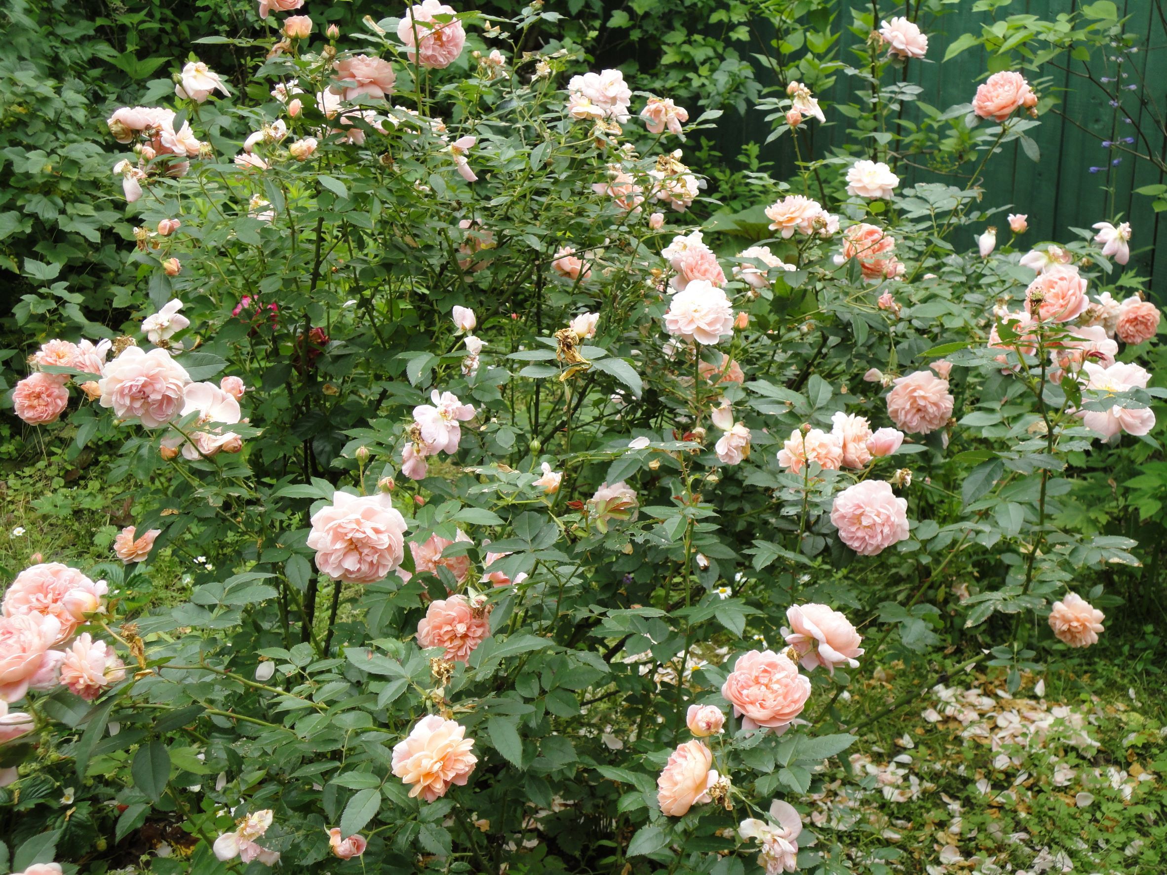 Мощный куст розы 'Colette'. Фото 