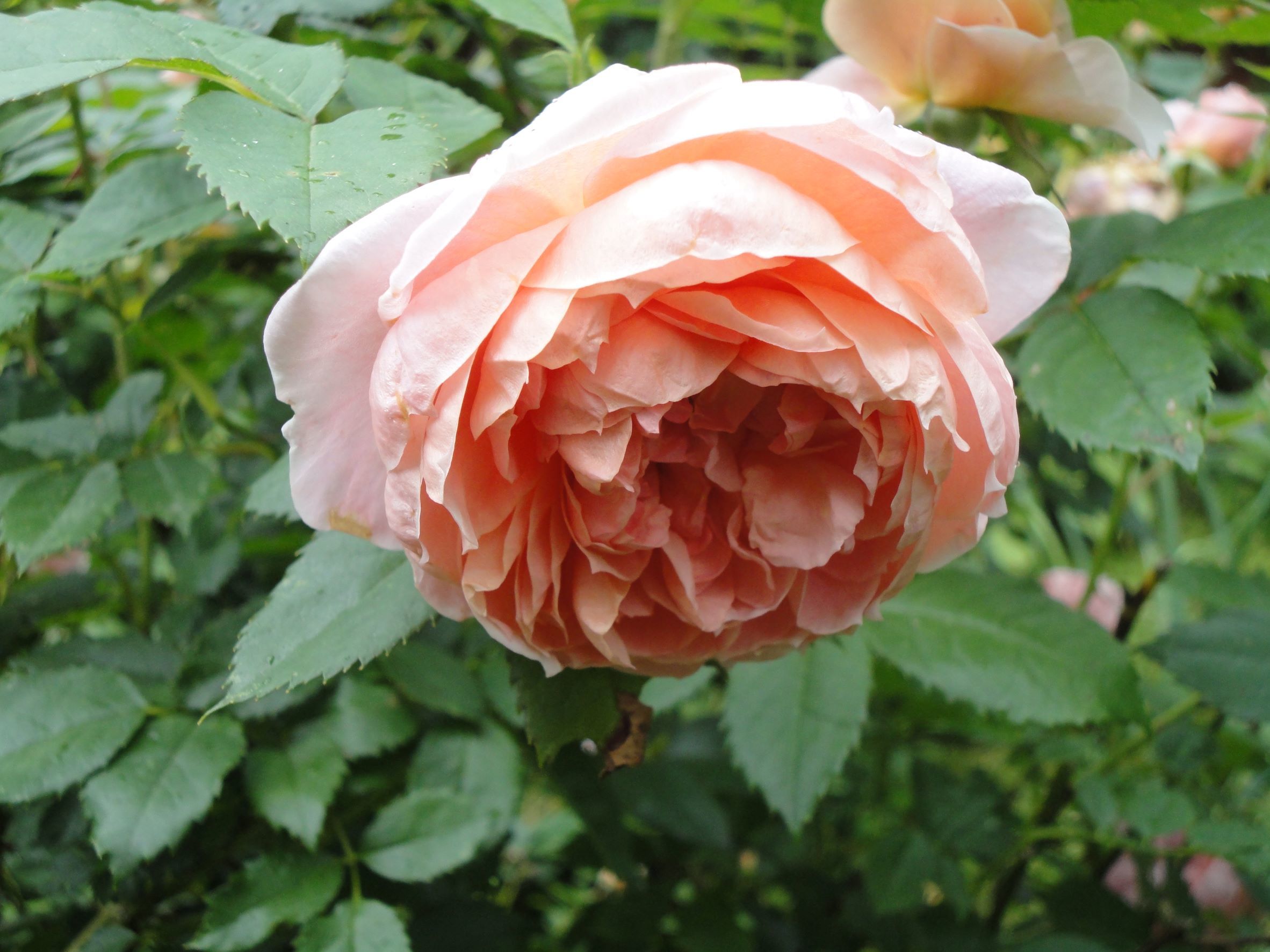 Цветок бледно-абрикосовый, теплого розового оттенка. Фото 