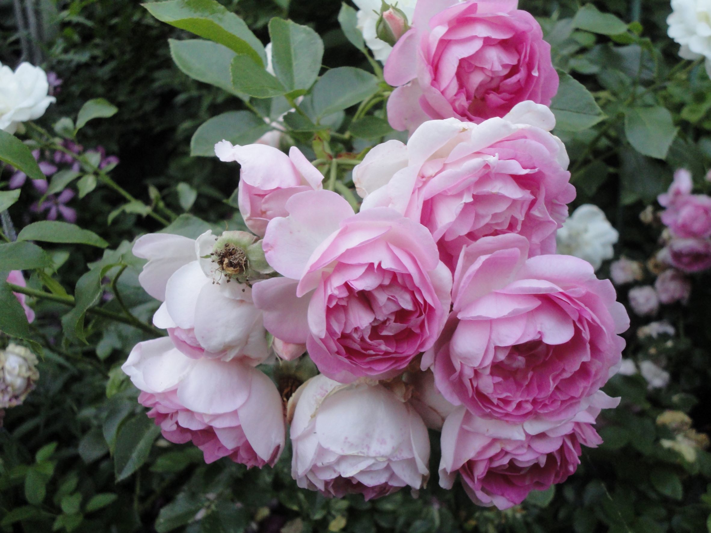 Душистые грозди цветков розы 'Jasmina'. Фото 