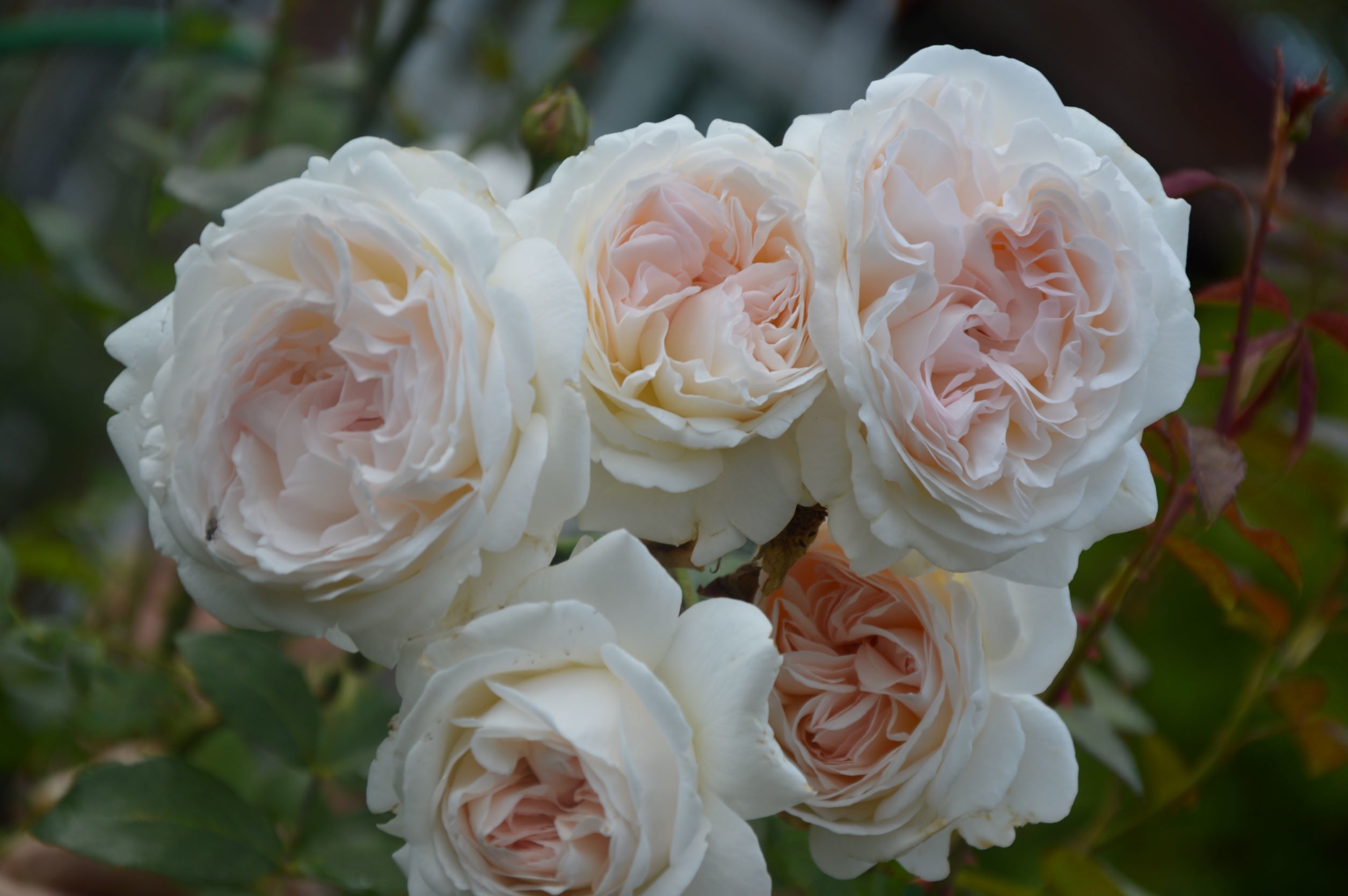 Целый букет в соцветии розы 'Sebastian Kneipp'. Фото 