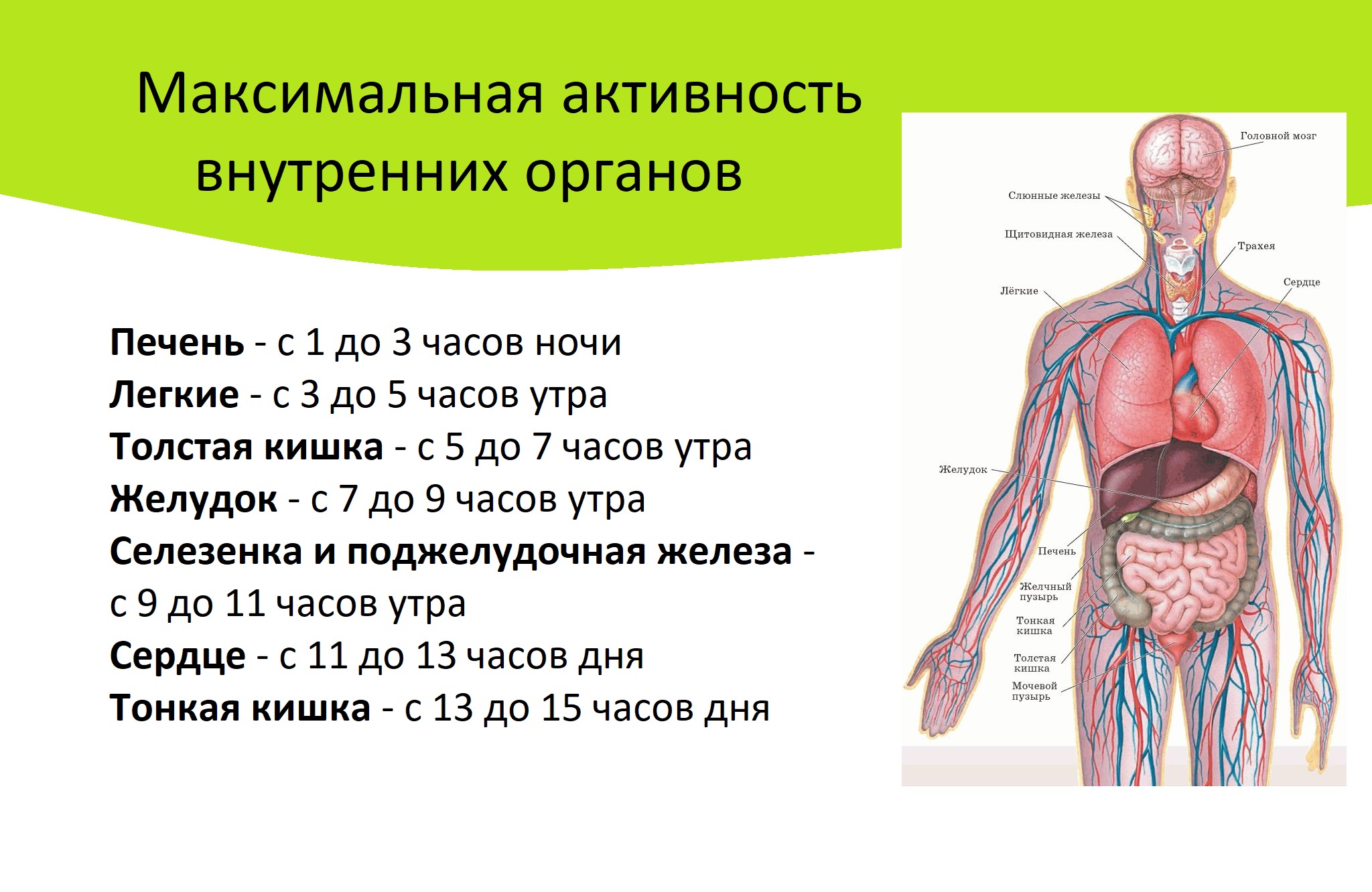 Сколько органов. Количество органов у человека. Активность внутренних органов. Активность внутренних органов человека. Скольокоргонов у человека.