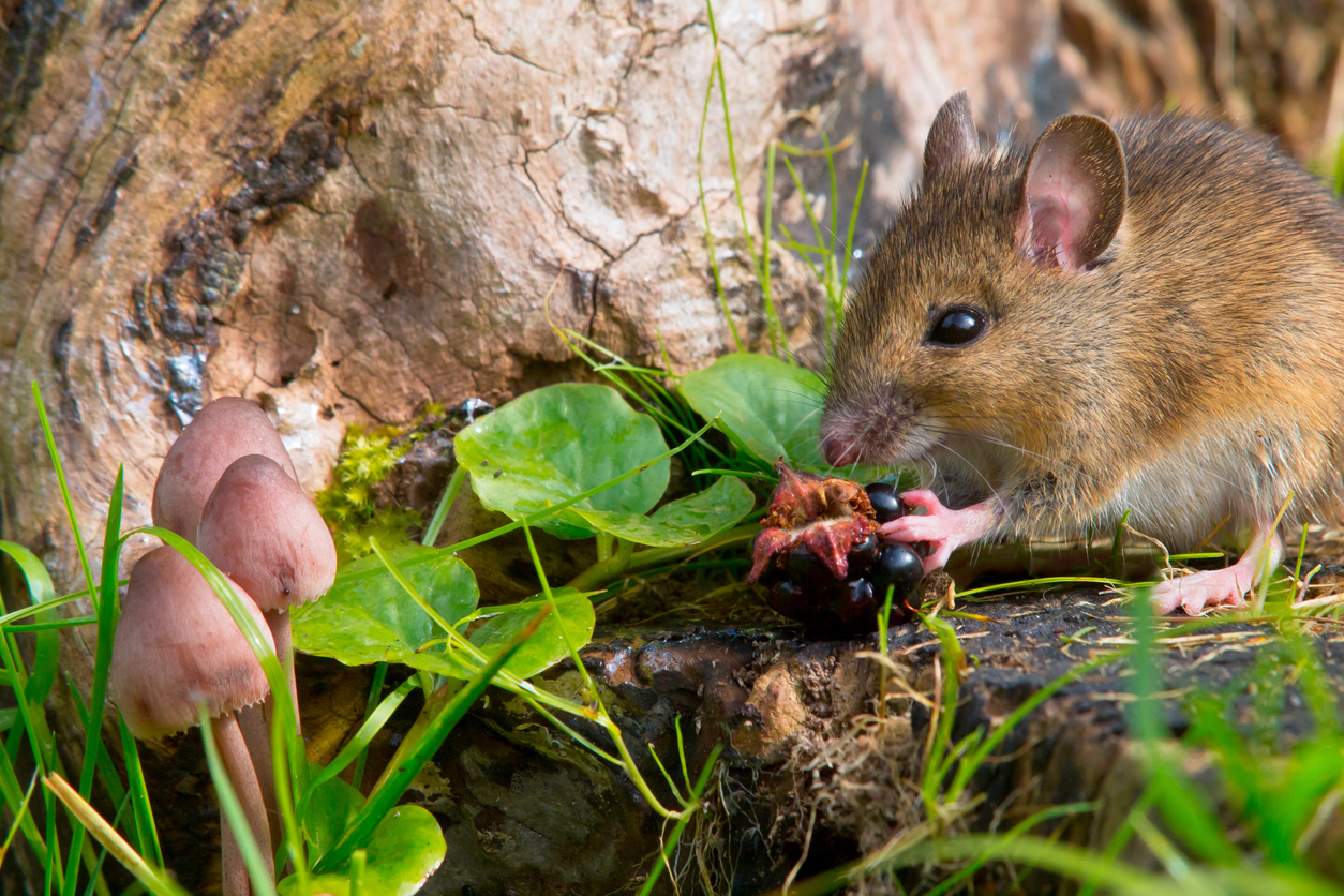 У мышей очень тонкое обоняние, поэтому некоторые запахи для них невыносимы