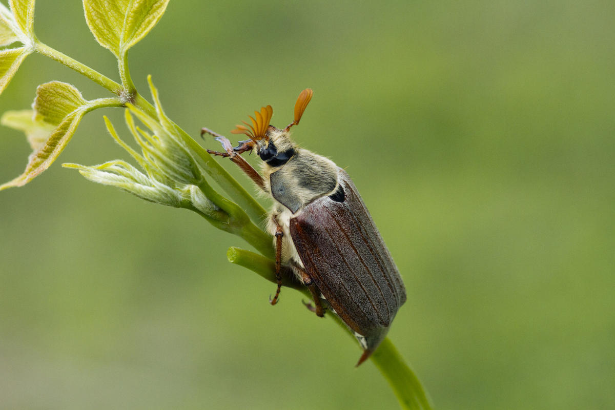 Хрущ, или майский жук