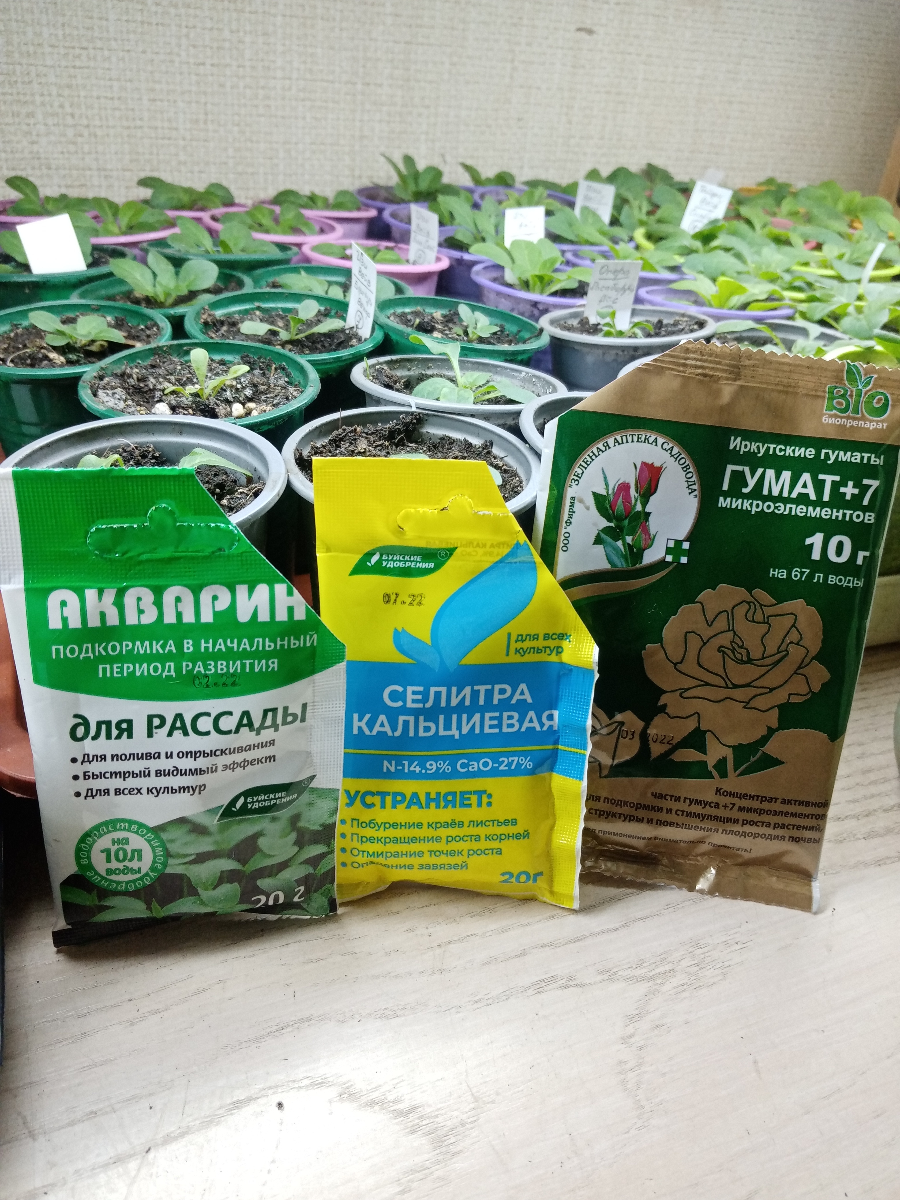 Подкормка рассады цветов