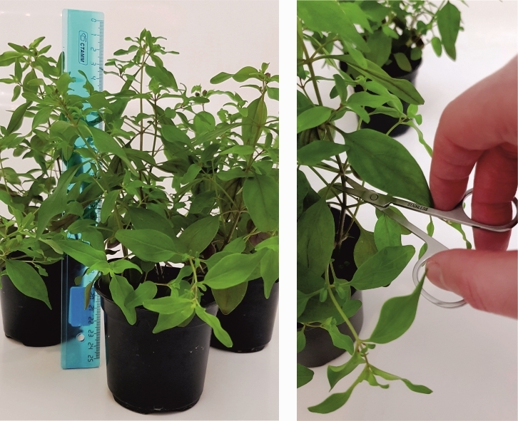 Львиный зев: обрезка побегов