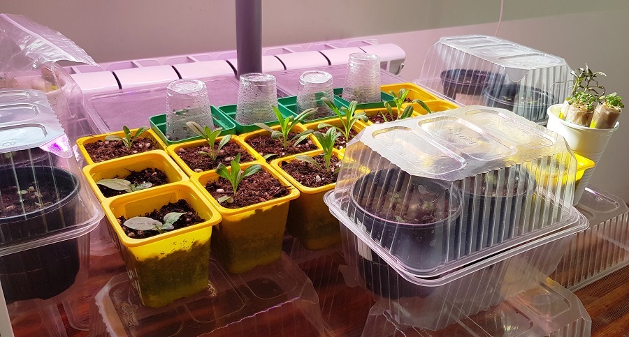 Пересадка львиного зева