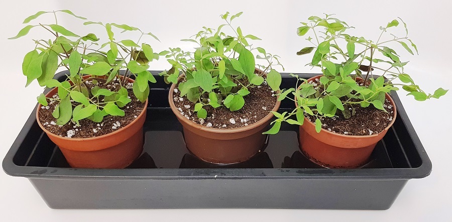 Львиный зев: полив рассады погружением