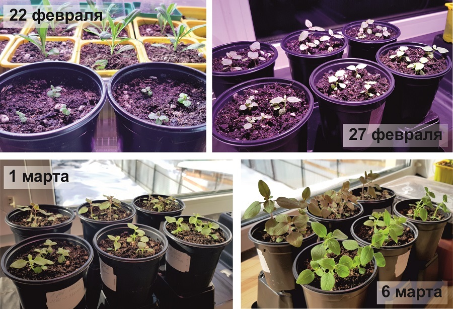 Динамика роста рассады