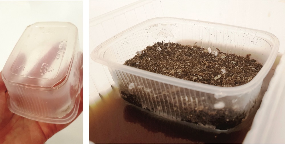 Процесс посева львиного зева