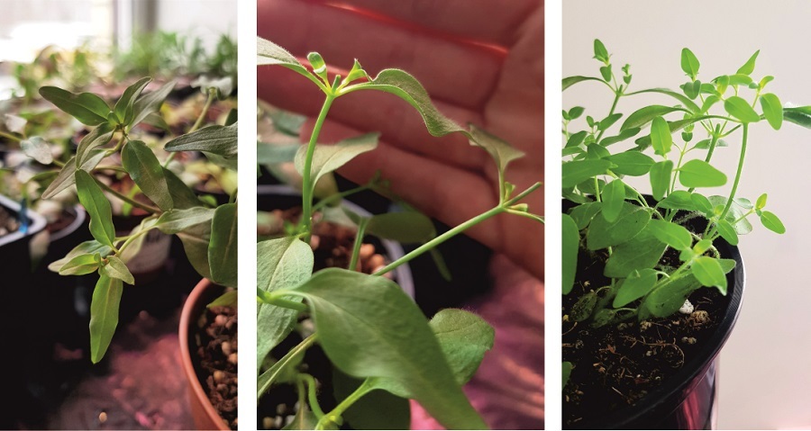 Львиный зев: прирост побегов после обрезки