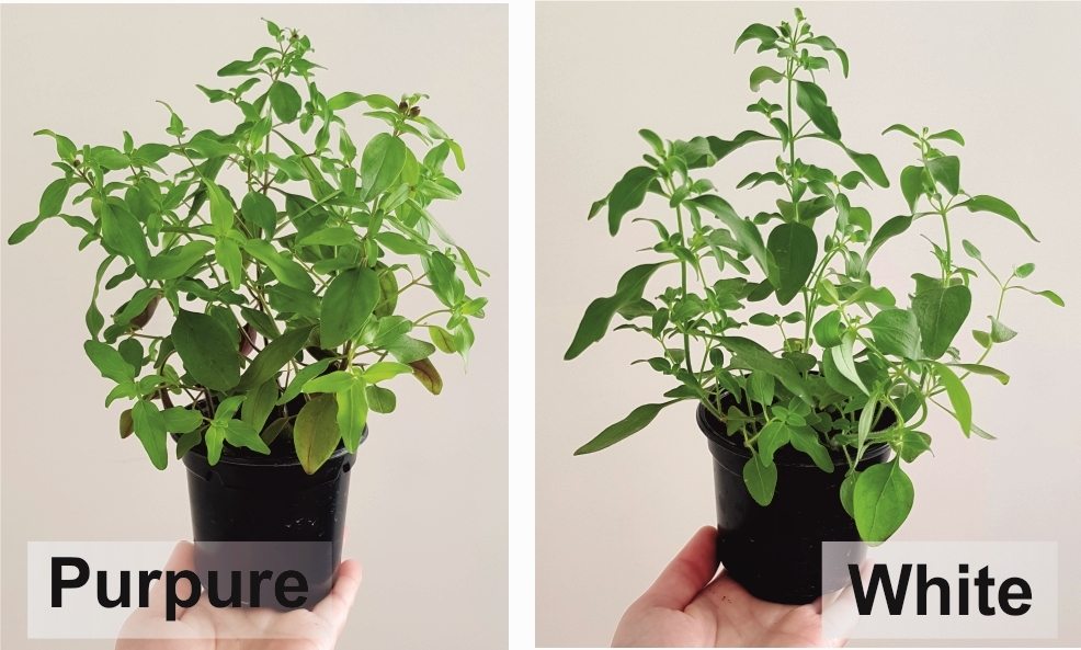 Идеально провести обрезку основных побегов и прищипку боковых ответвлений