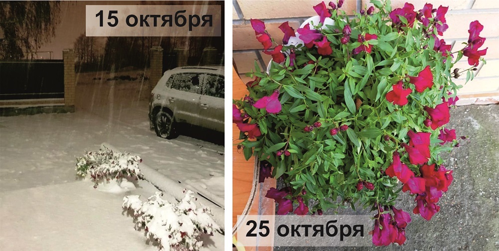 Со временем перешла к выращиванию только ампельных форм антирринума, т.к. покорил своей стойкостью. Даже мороз в -5...-7°C его не берет ))) Сколько раз было, когда в октябре на Южный Урал обрушивалась стихия в виде нежданных морозов и снегопадов. Львиный зев стойко выдерживал все капризы природы, «отряхивался» и цвел дальше