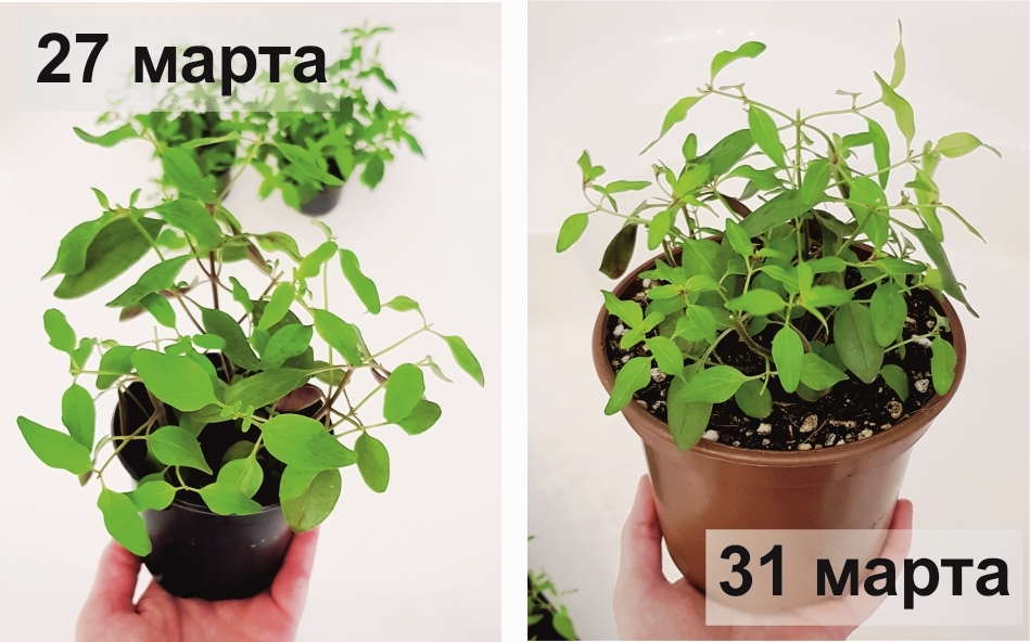 Сравнение рассады