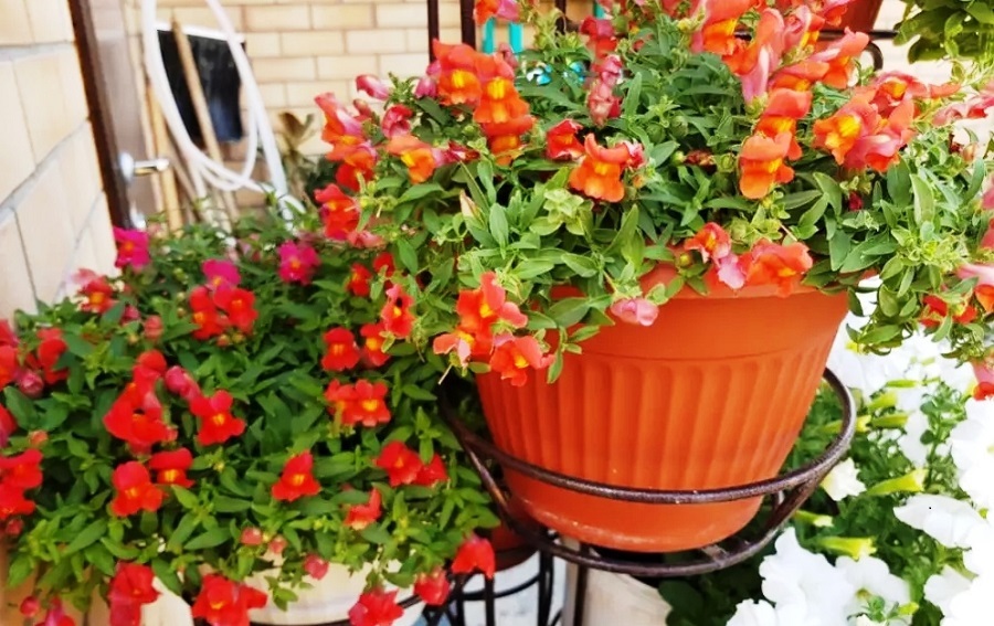 Ампельный львиный зев