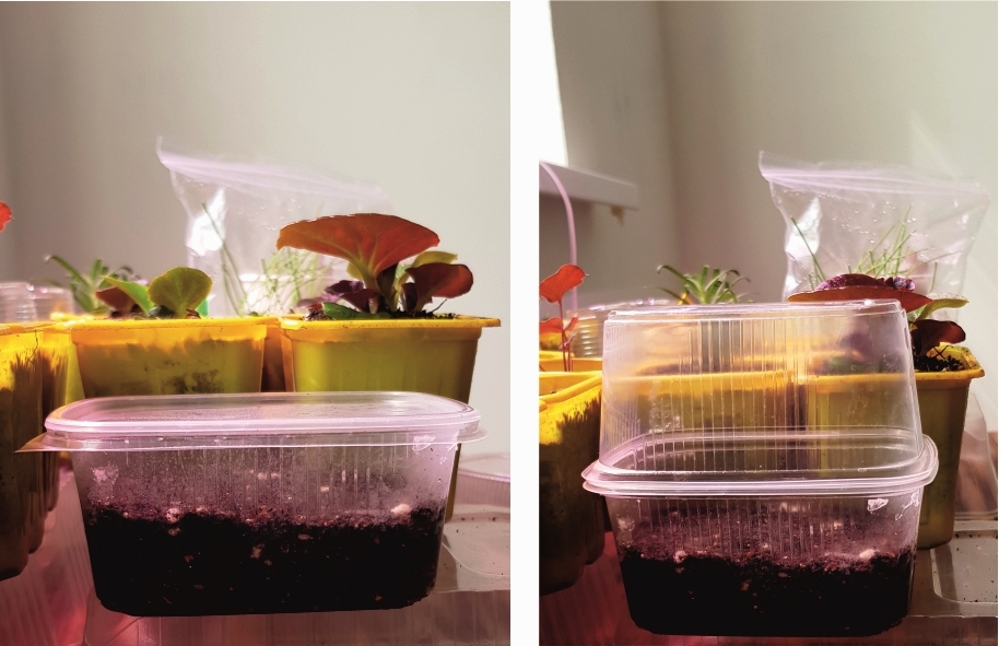 Посев львиного зева