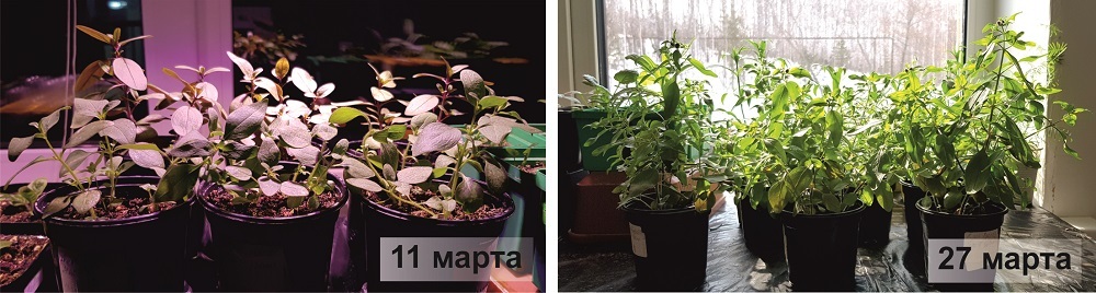 Сравнение рассады