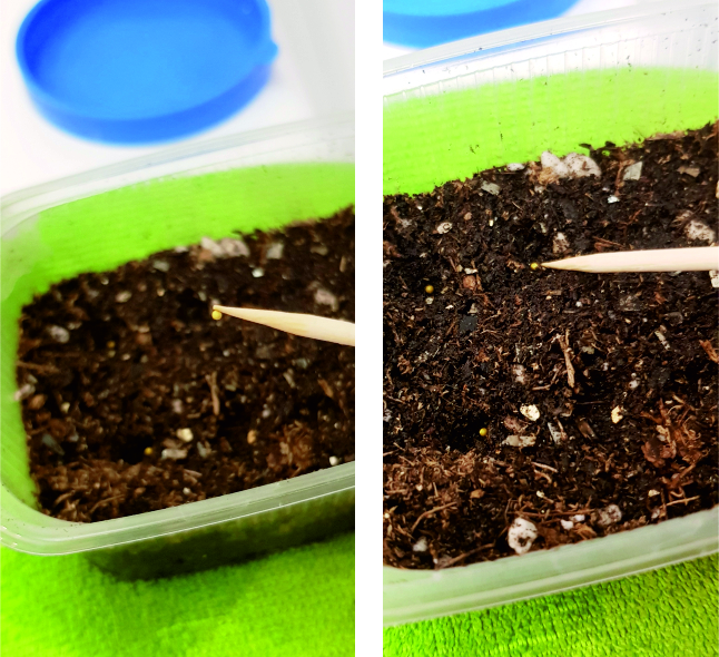 Процесс посева львиного зева