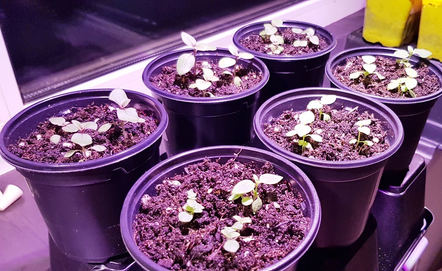 Рассада львиного зева