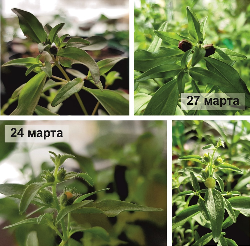 Бутоны на рассаде