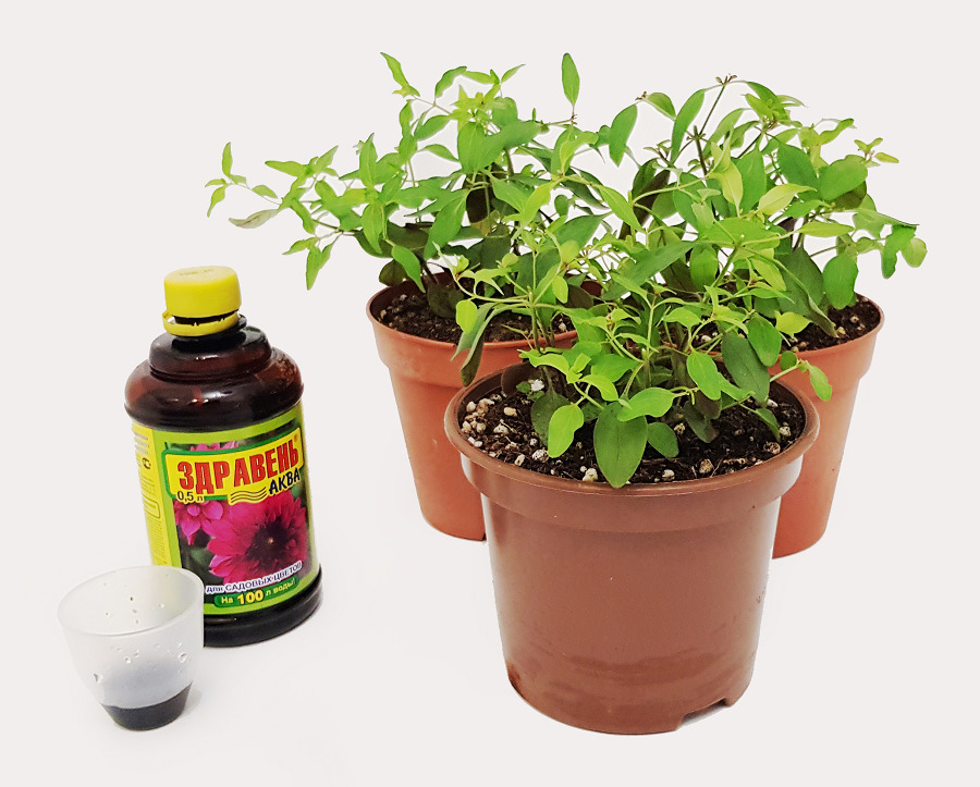 После каждой прищипки можно подкормить рассаду любым комплексным удобрением. Например, хорошо зарекомендовавшим себя – «Здравень-Аква»