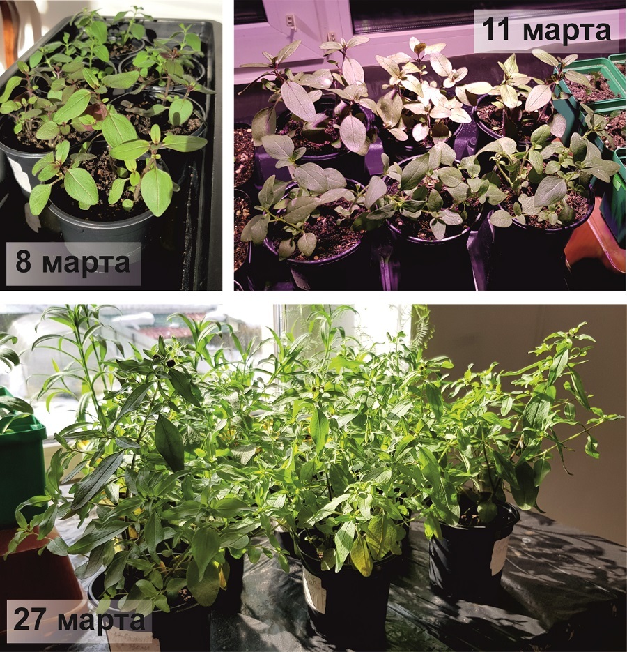 Динамика роста